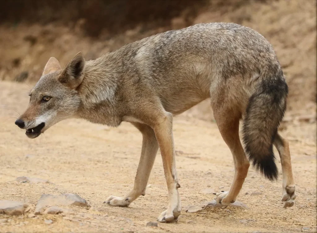 アフリカオオカミの画像