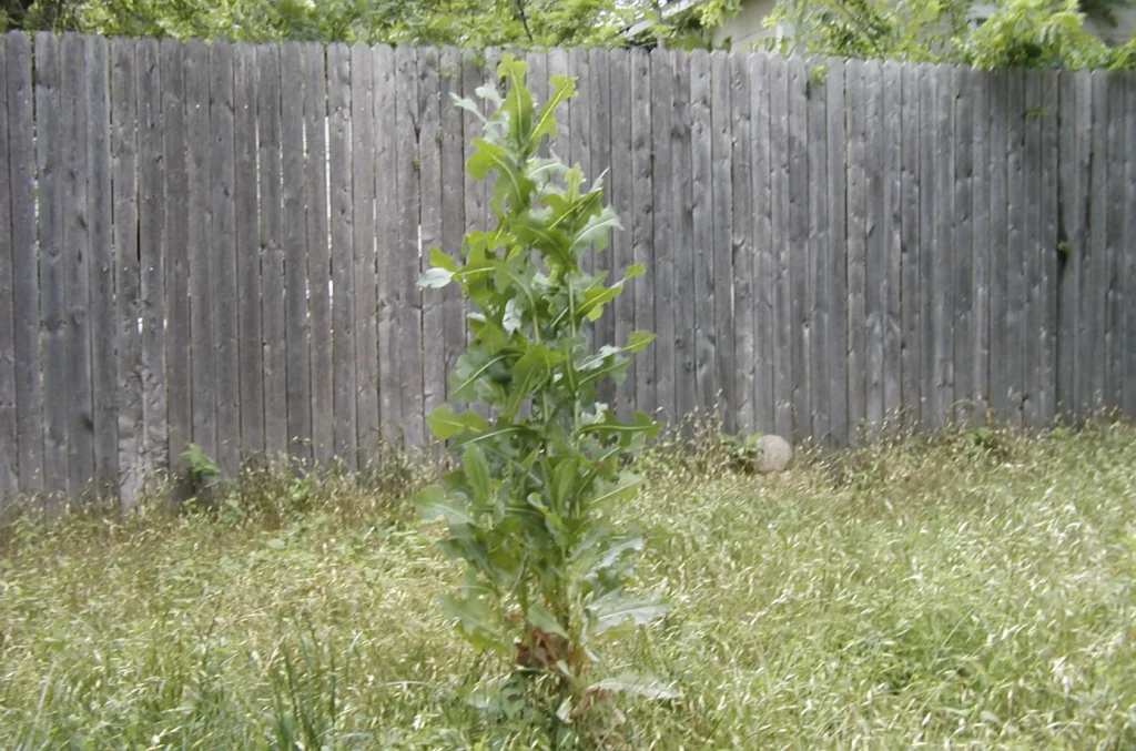 エジプトに自生するLactuca_serriolaの画像