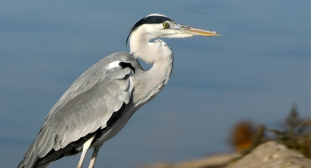 アオサギ(Ardea cinerea)