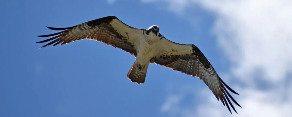 空を飛ぶハヤブサの写真