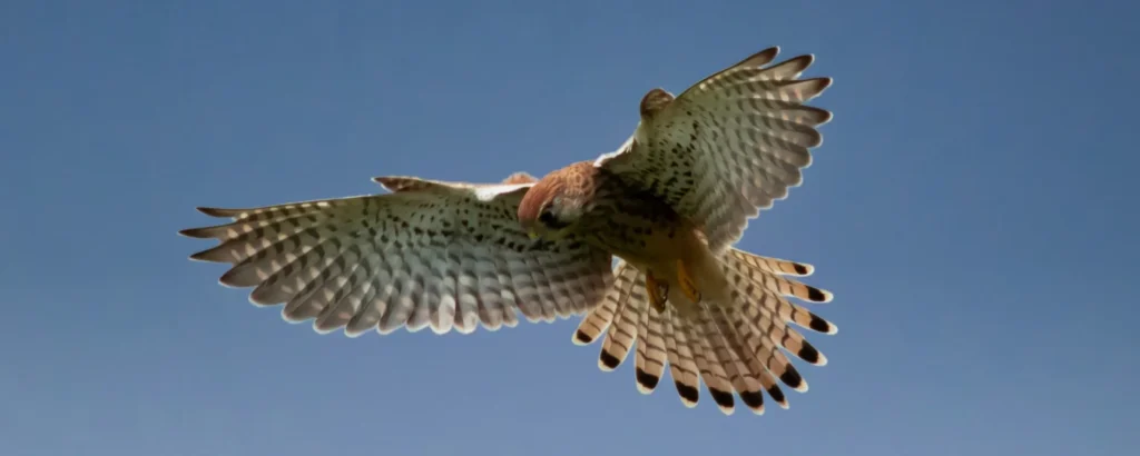 空を飛ぶハヤブサの写真