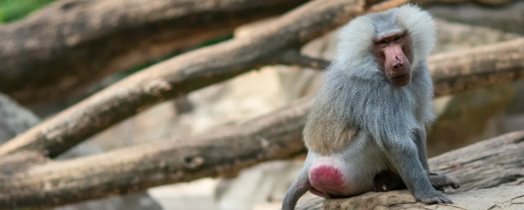 マントヒヒの写真