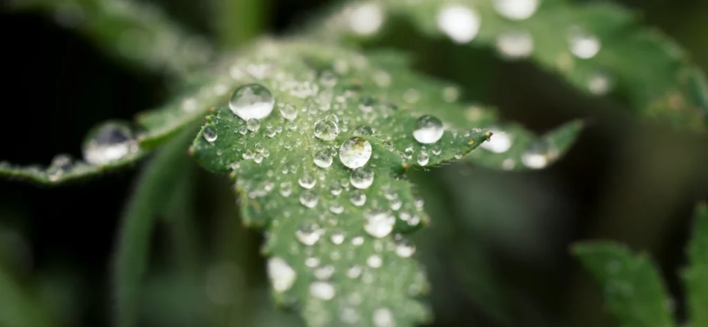 雨後の豊穣の雰囲気を示す画像