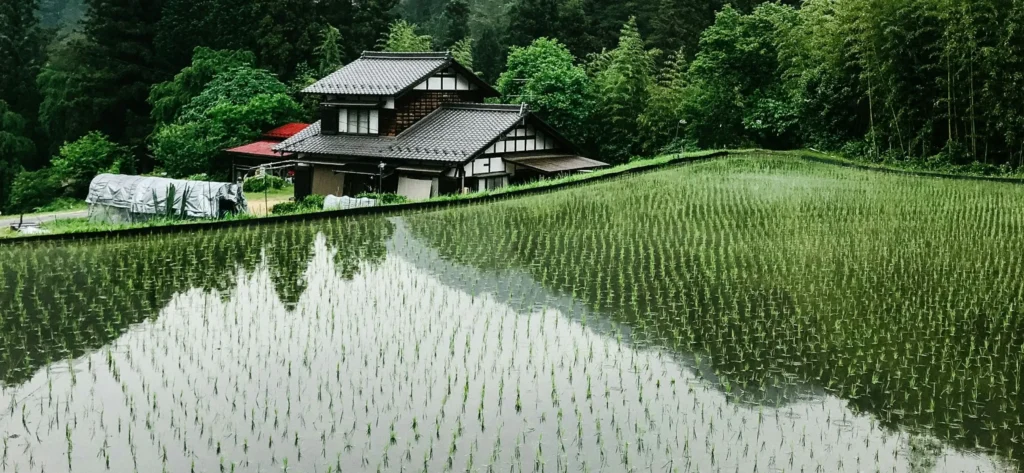 日本の田んぼの風景