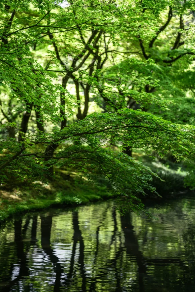 日本の沢のイメージ