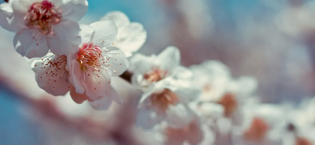 桜のイメージ