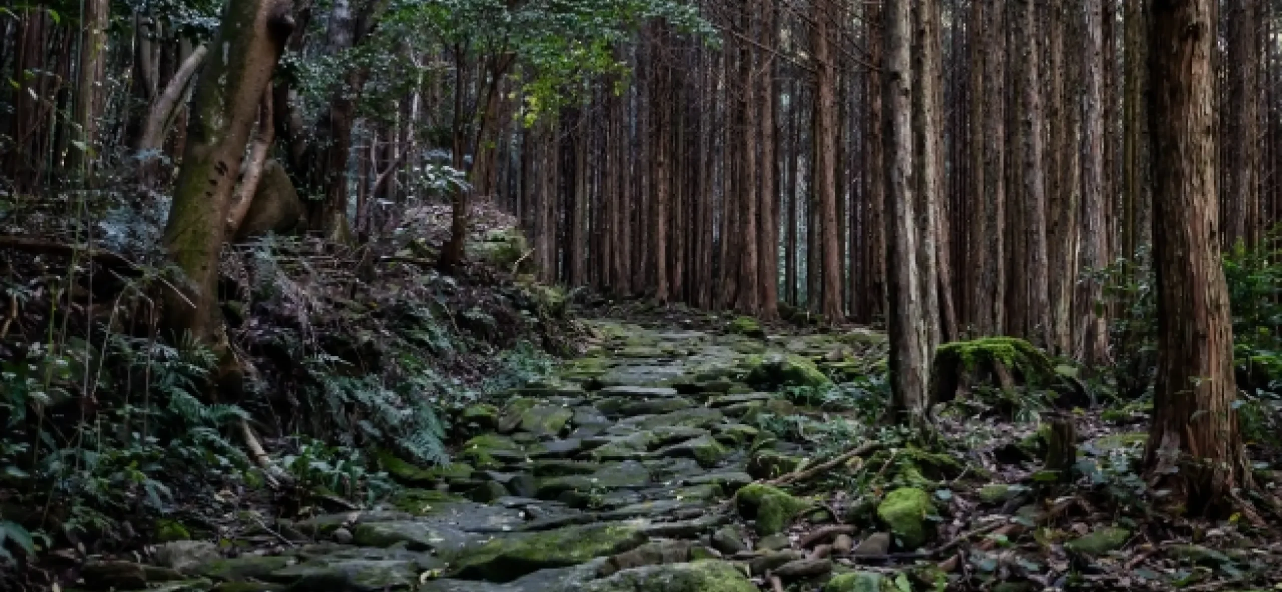 熊野古道のイメージ