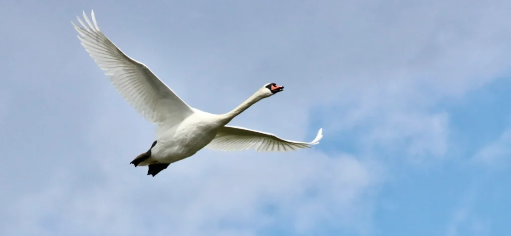 飛び立つ白鳥のイメージ