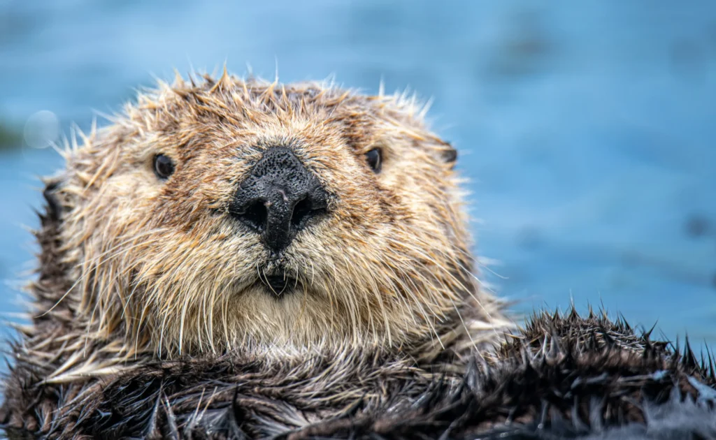 カワウソのイメージ