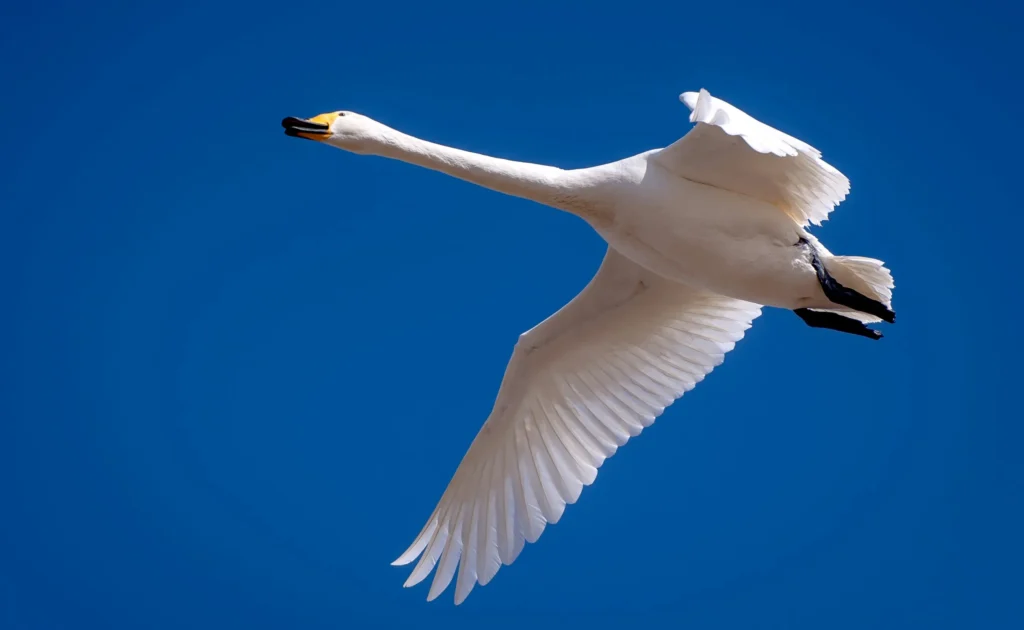 白鳥のイメージ