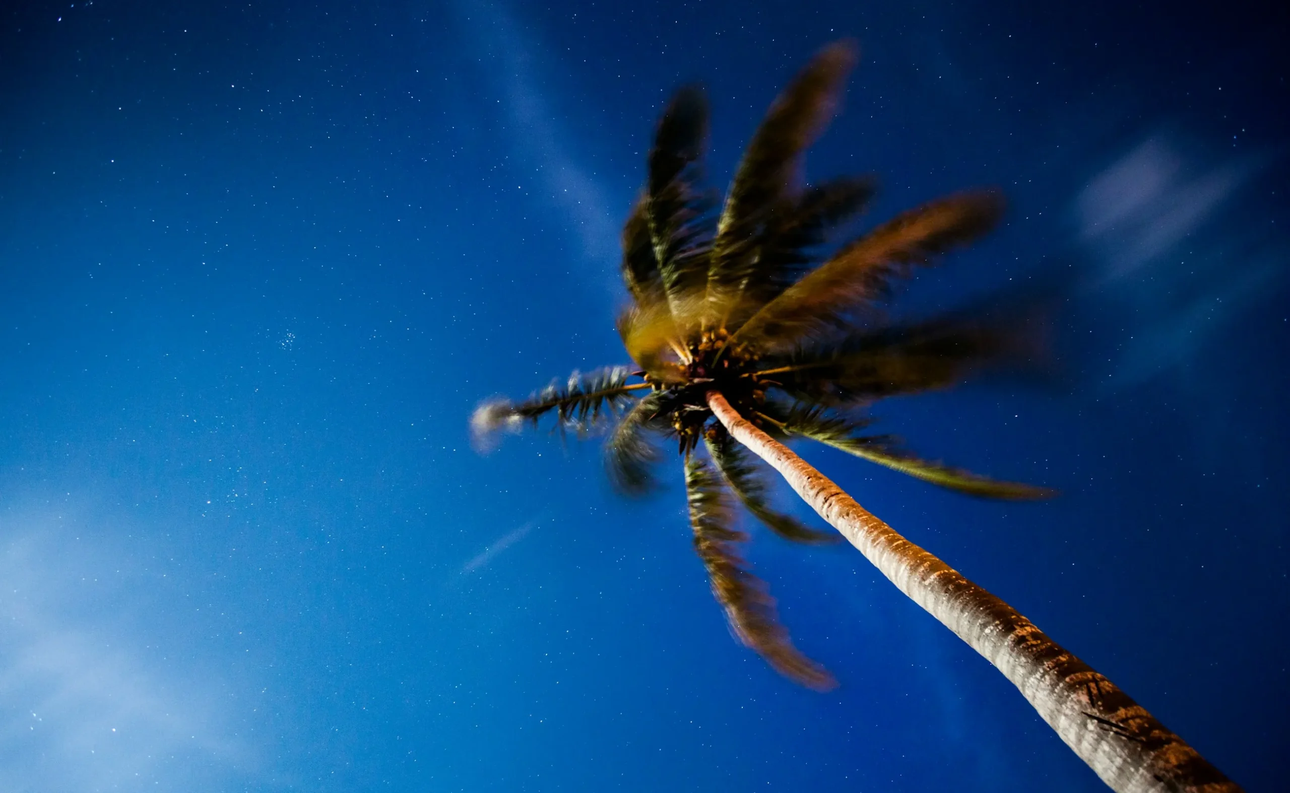 棕櫚の木のイメージ