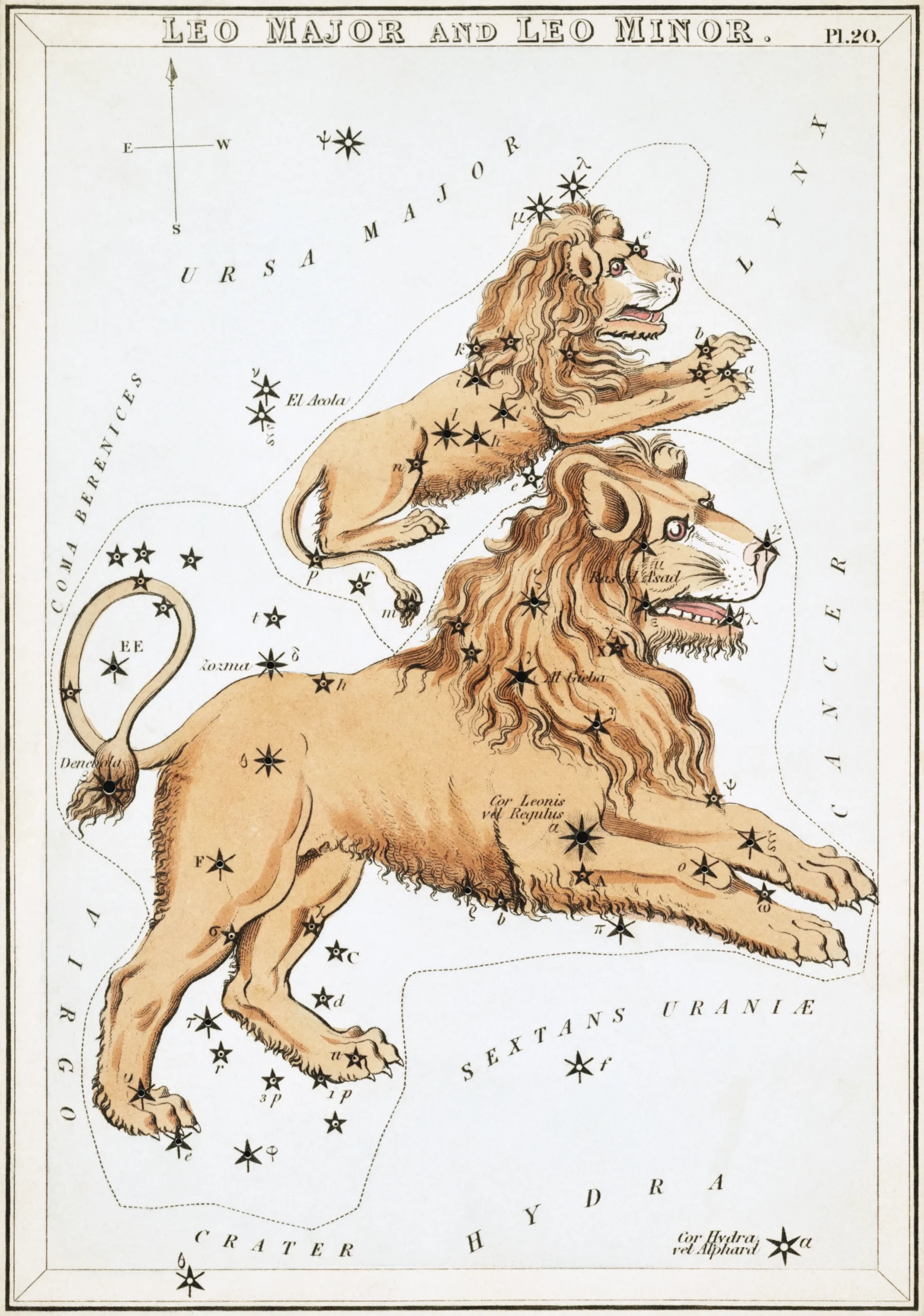 星座カードのセット「ウラニアの鏡」に描かれたしし座とこじし座1825年頃