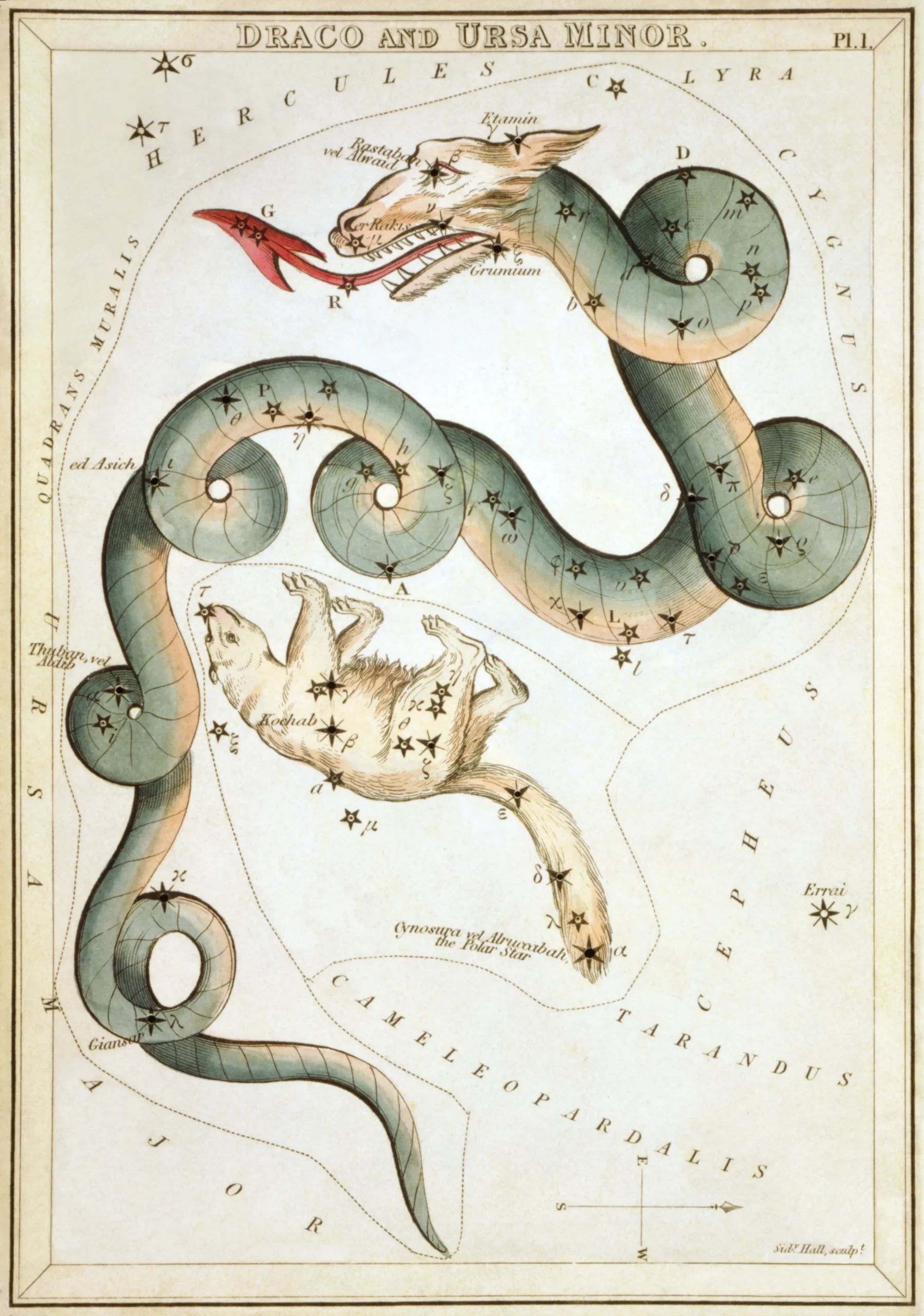 星座カードのセット「ウラニアの鏡」に描かれたりゅう座1825年頃