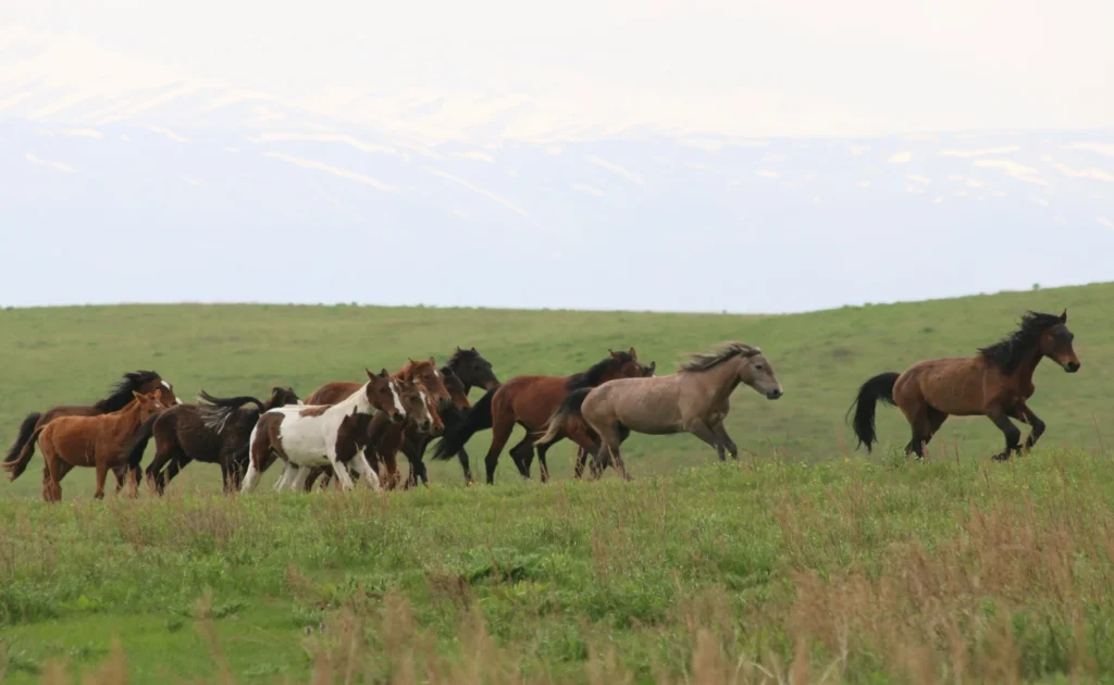 馬たちのイメージ