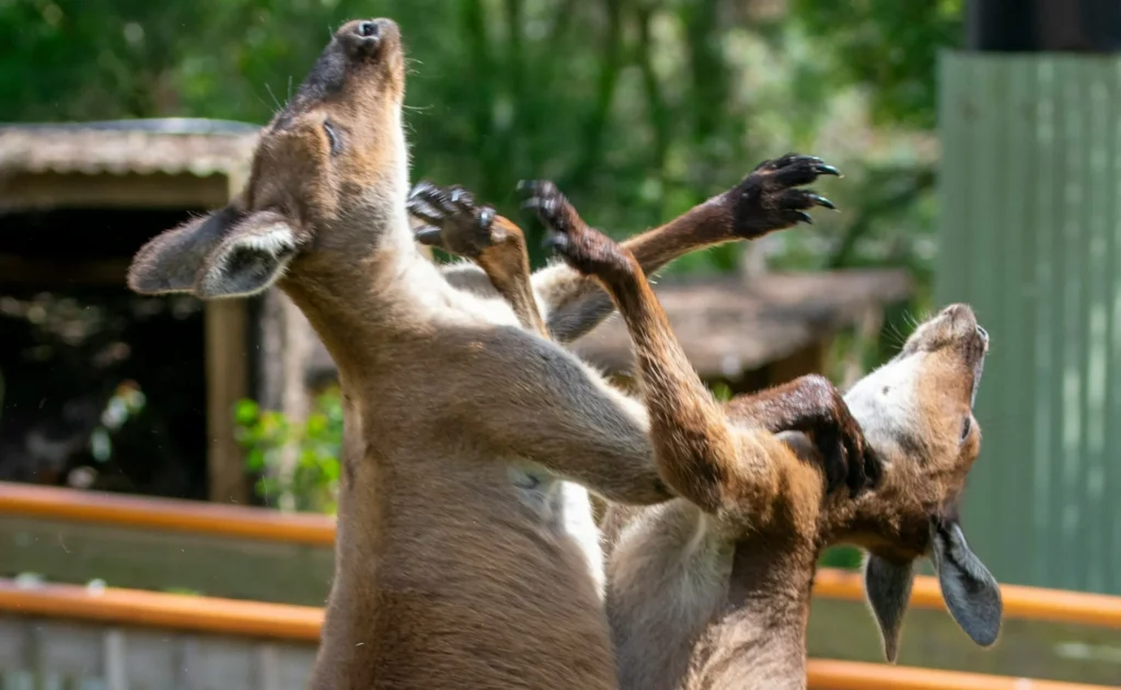 拳闘のイメージ