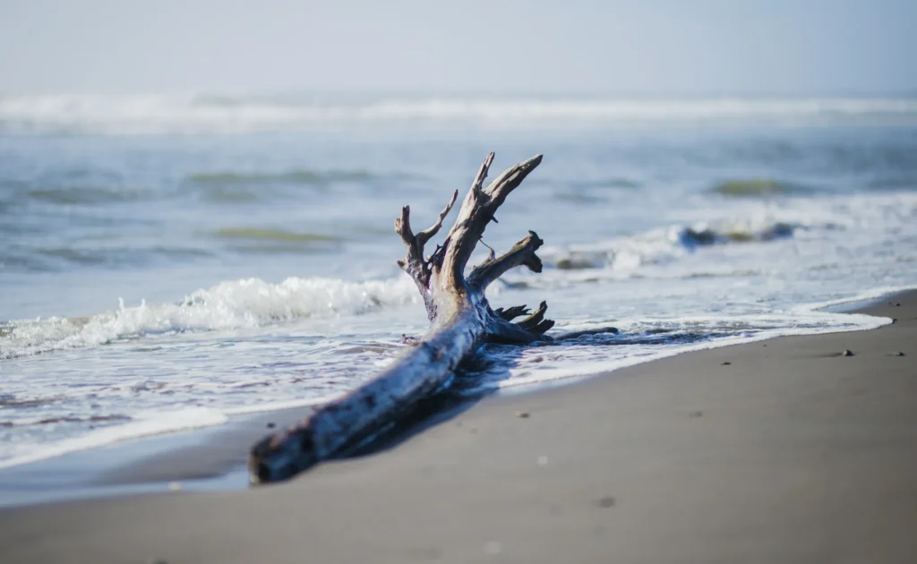 流木のイメージ