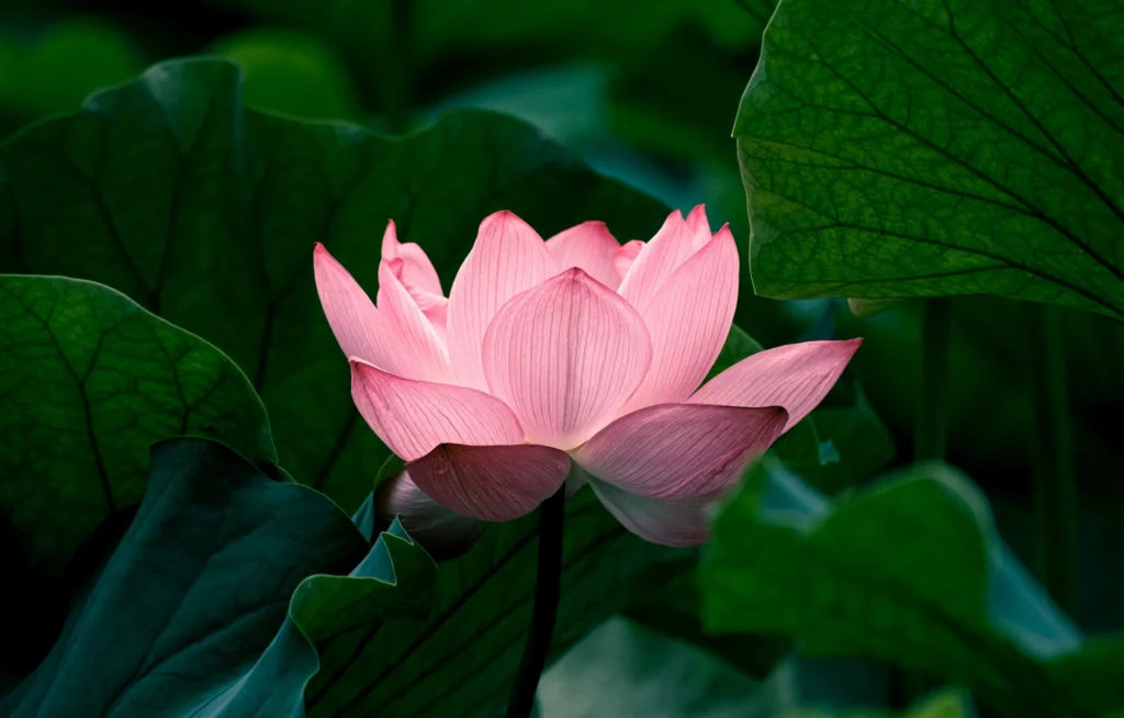 ロータスのイメージ