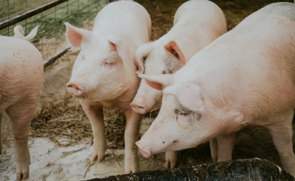 豚の群れのイメージ