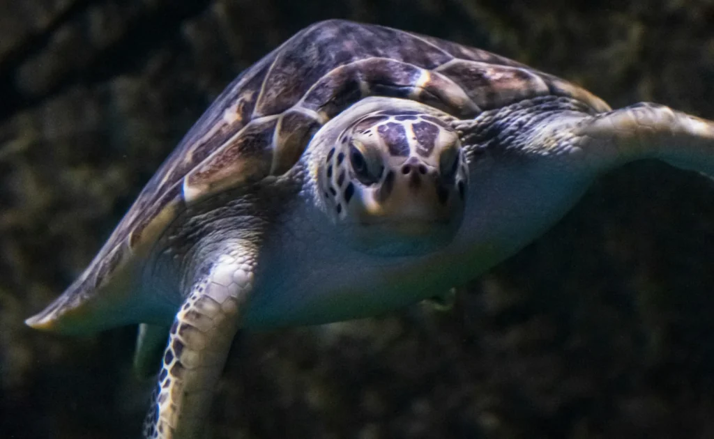 海亀のイメージ