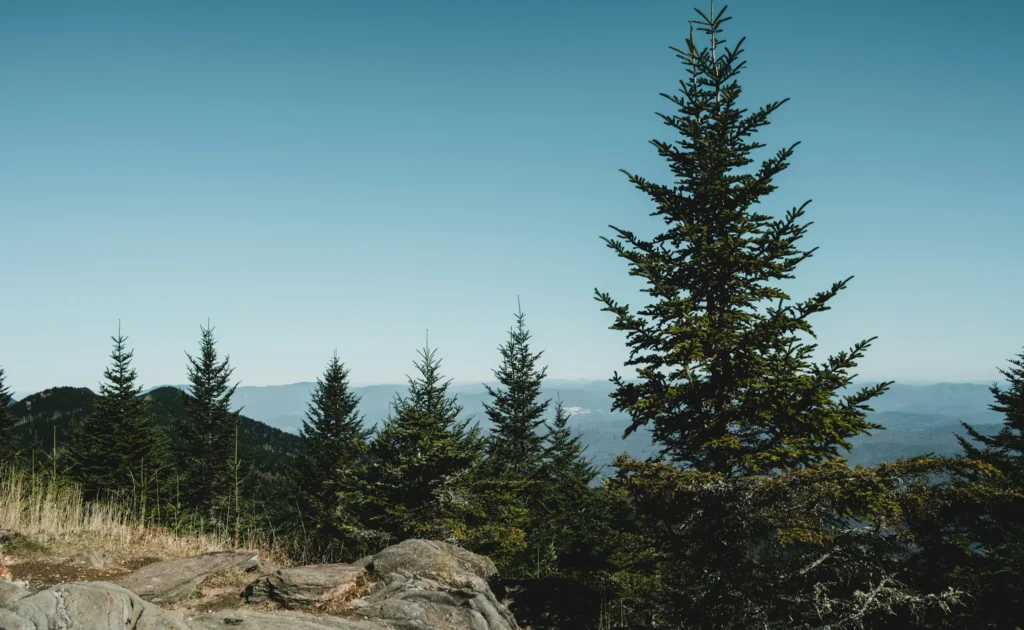 松の木のイメージ