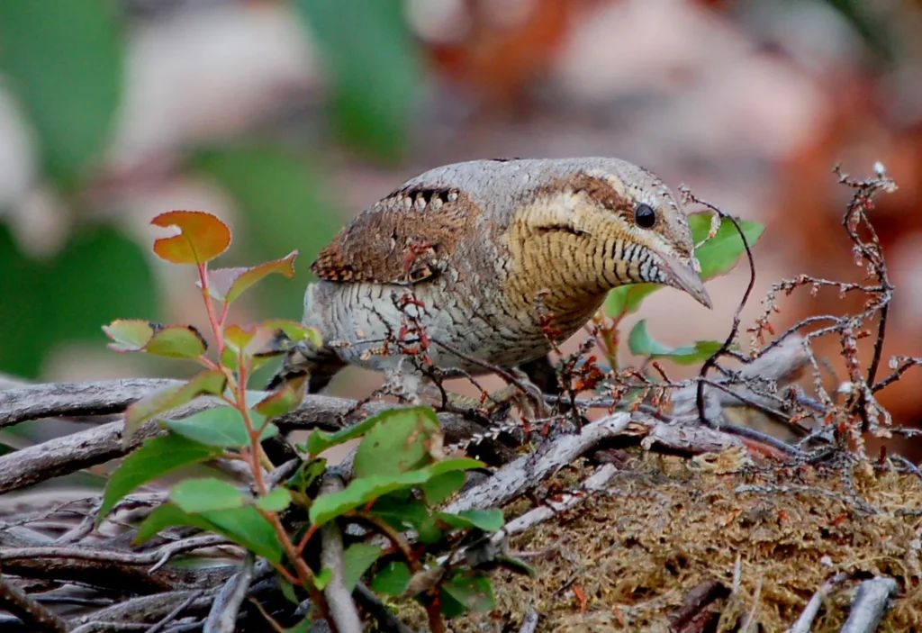 ノルウェーで撮影されたアリスイ