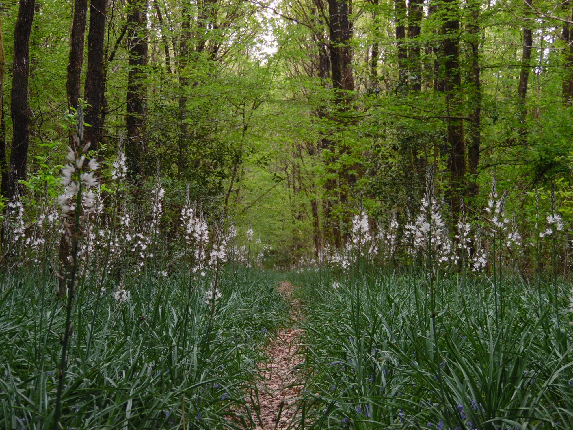 白いアスフォデルの花畑