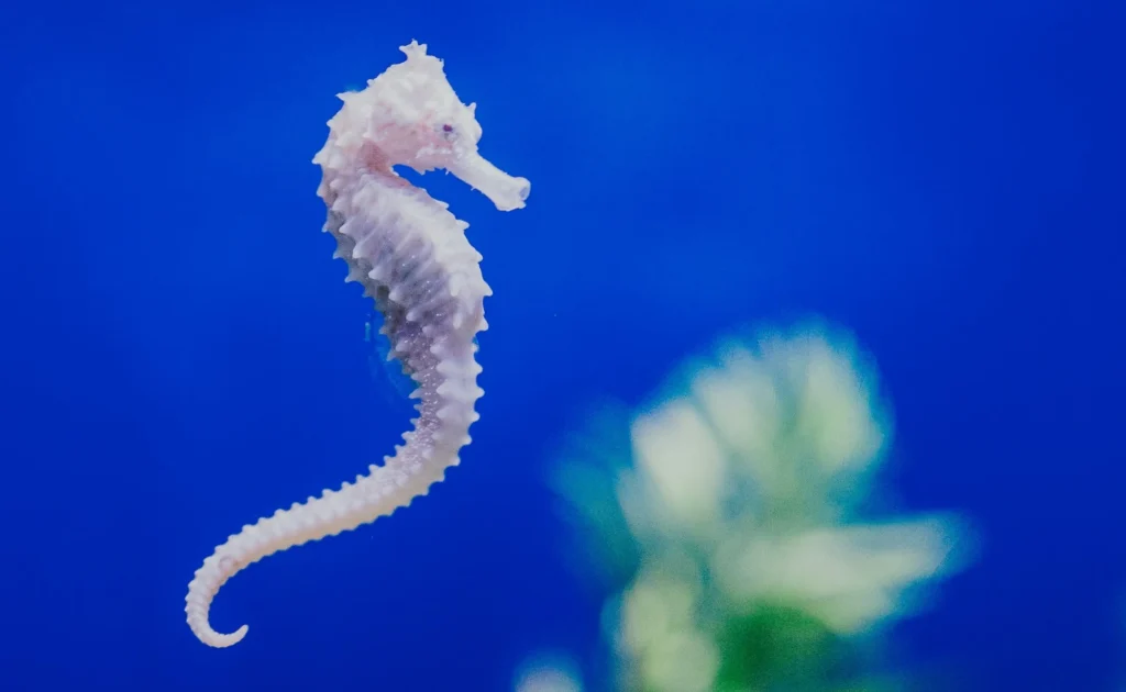 タツノオトシゴのイメージ