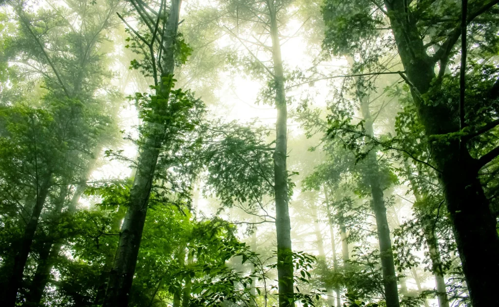 聖域のイメージ