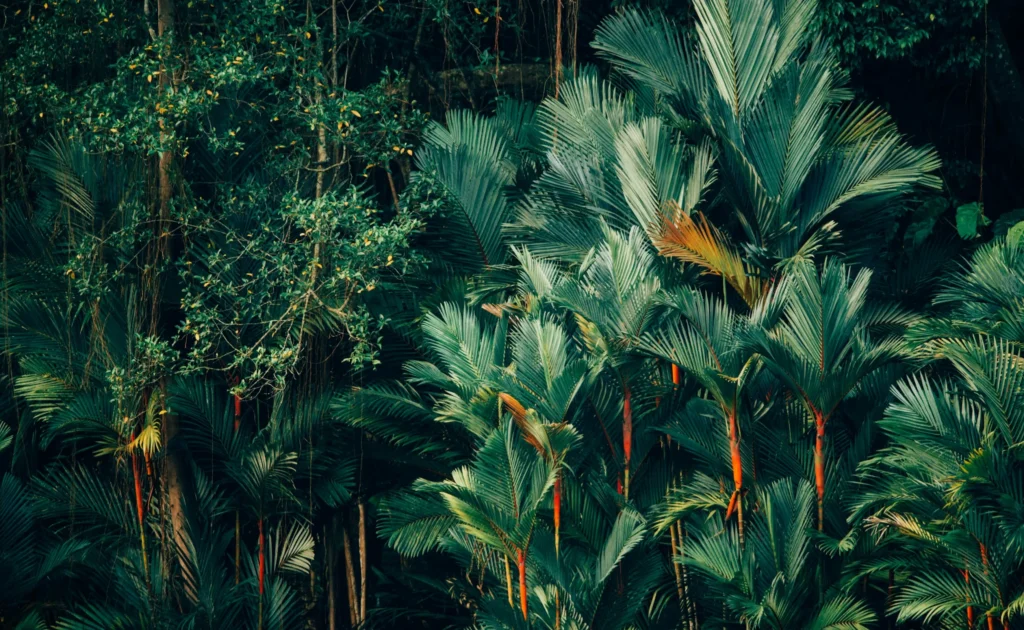 南の島のイメージ